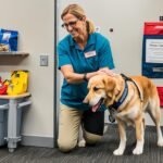 Common Mistakes in Service Dog Training: Top 5